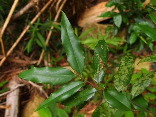 Alphonsea boniana